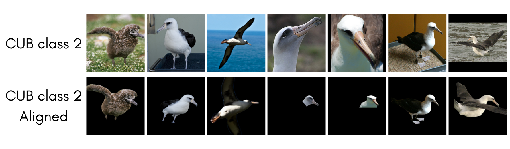 JA laysan albatross